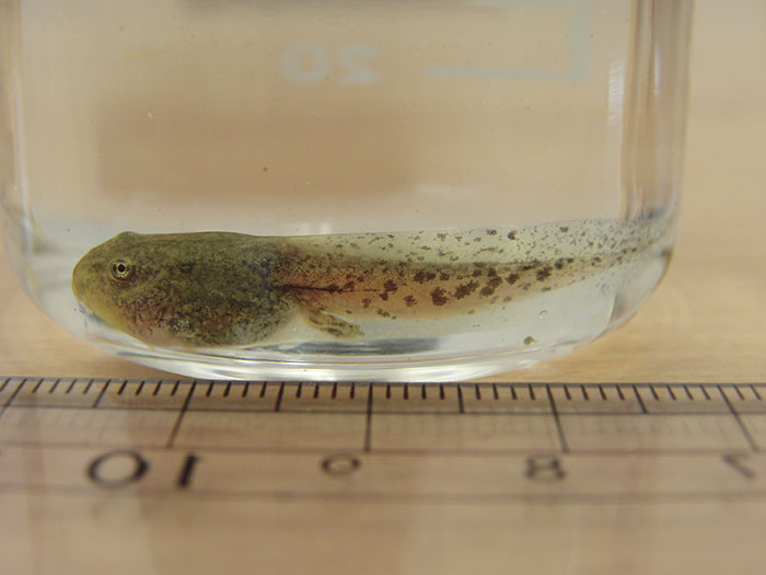 アカガエルの卵は立派なカエルに