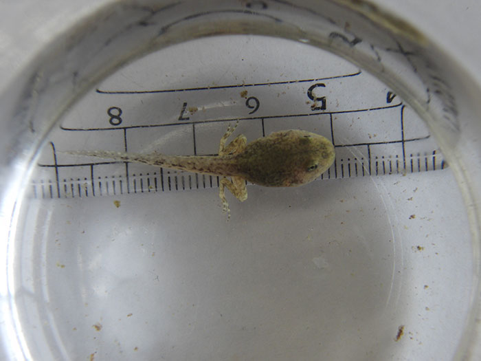 アカガエルの卵は立派なカエルに