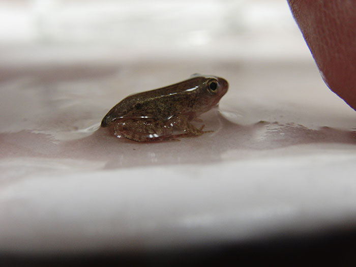 アカガエルの卵は立派なカエルに