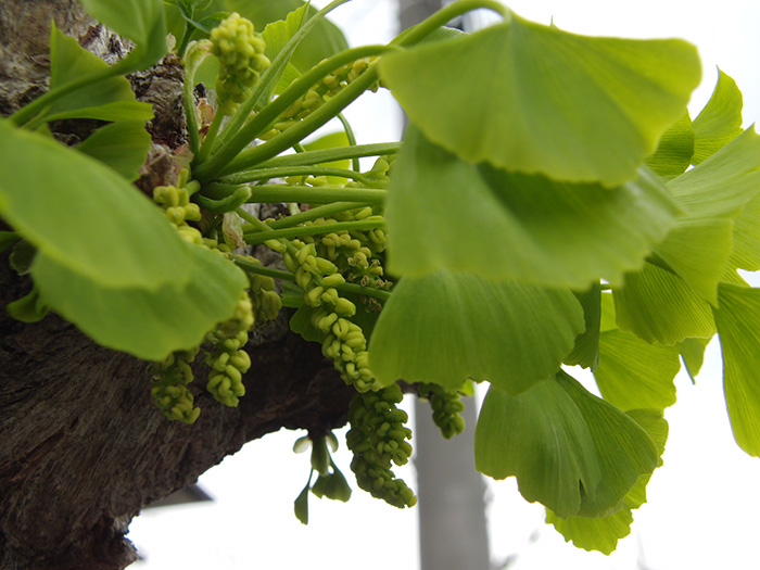 イチョウの花の観察