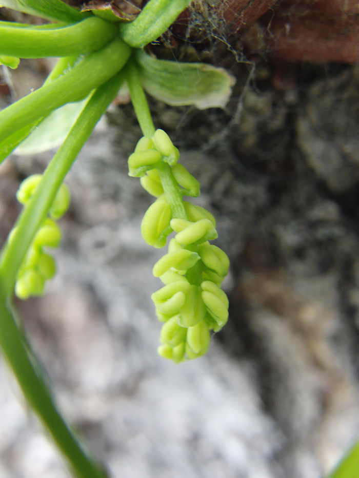 イチョウの花の観察