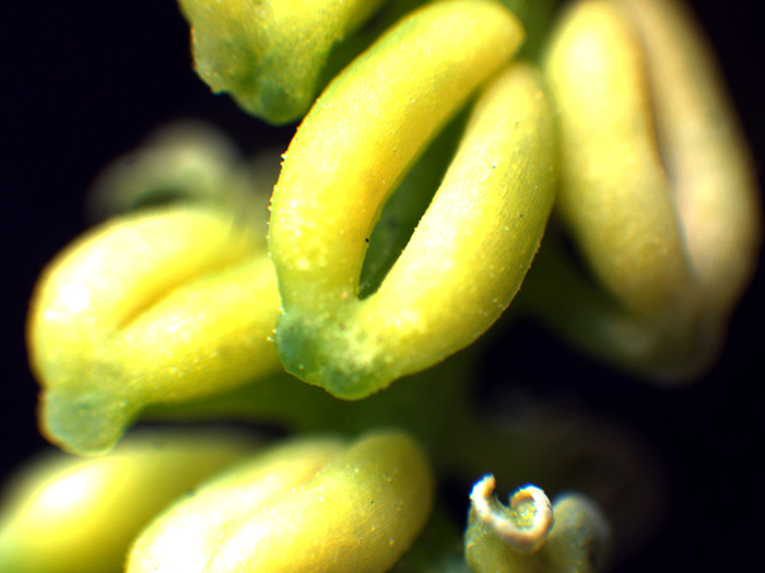 イチョウの花の観察