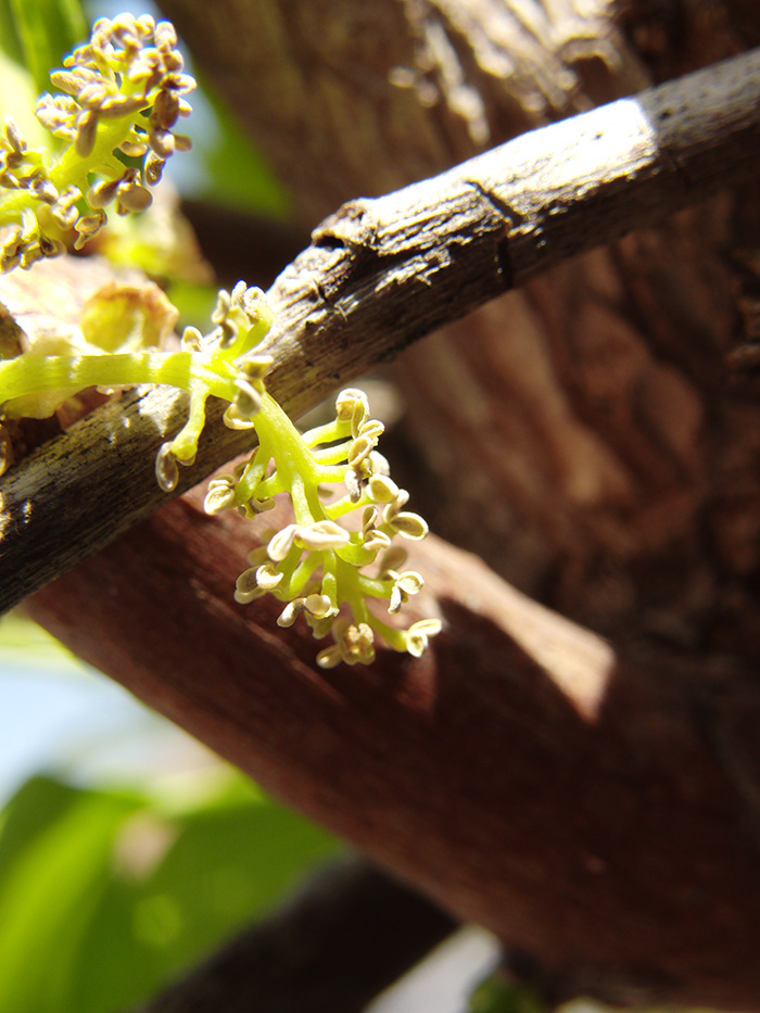 イチョウの花の観察