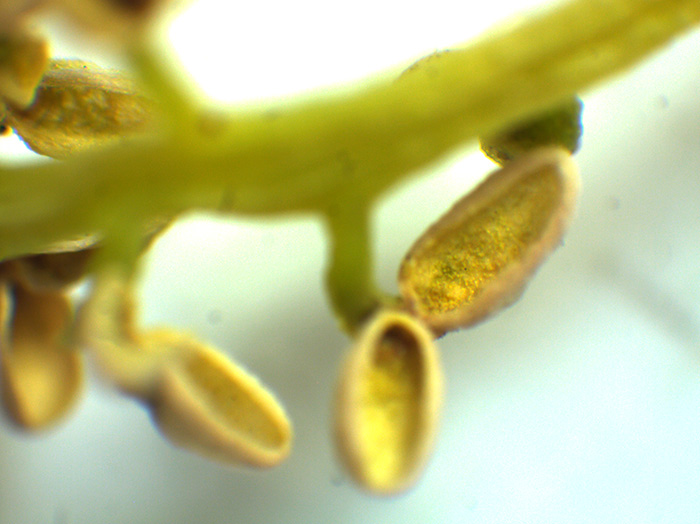 イチョウの花の観察