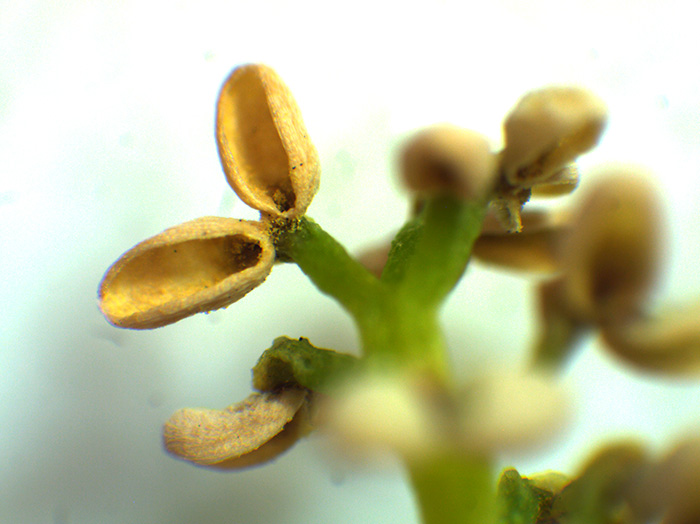 イチョウの花の観察