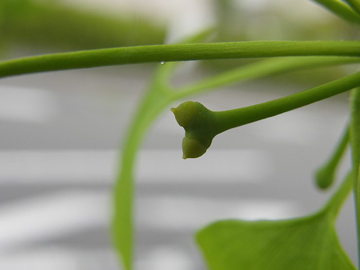 イチョウの花の観察
