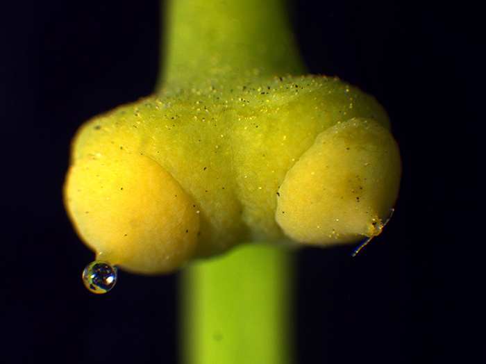 イチョウの花の観察