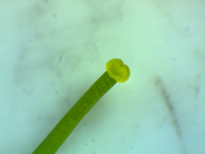 イチョウの花の観察