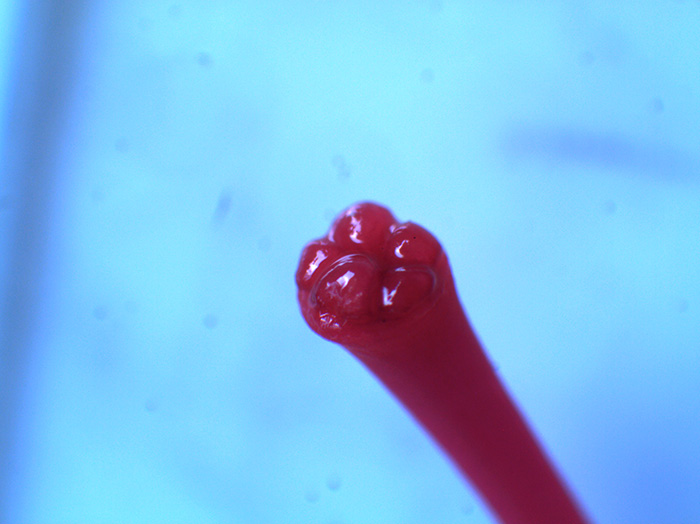 イチョウの花の観察