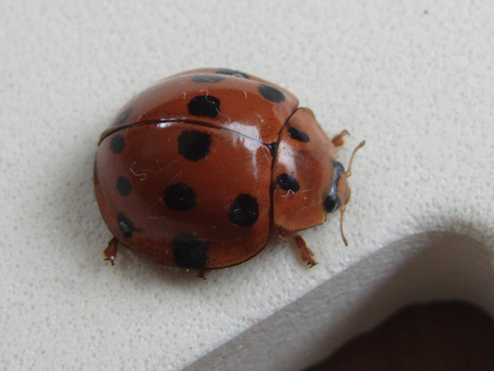 オオハラグロテントウを見つけました