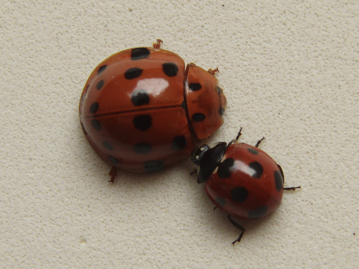 オオハラグロテントウを見つけました