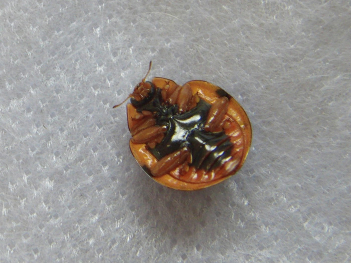 オオハラグロテントウを見つけました