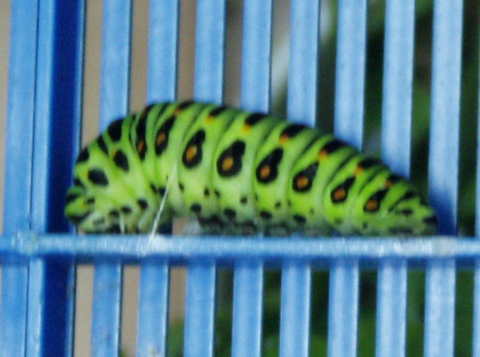 キアゲハの前ようが脱皮の様子