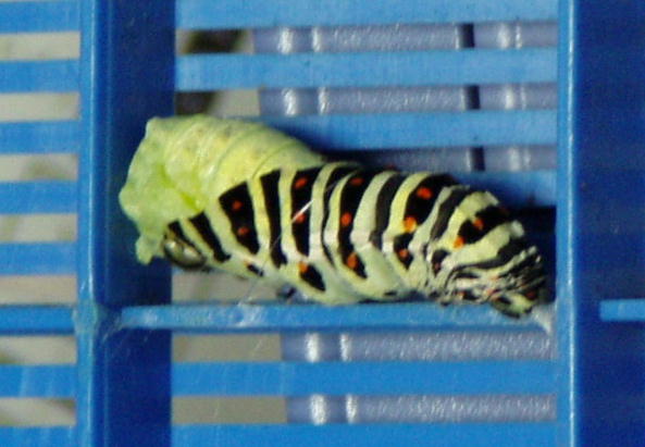 キアゲハの前ようが脱皮の様子