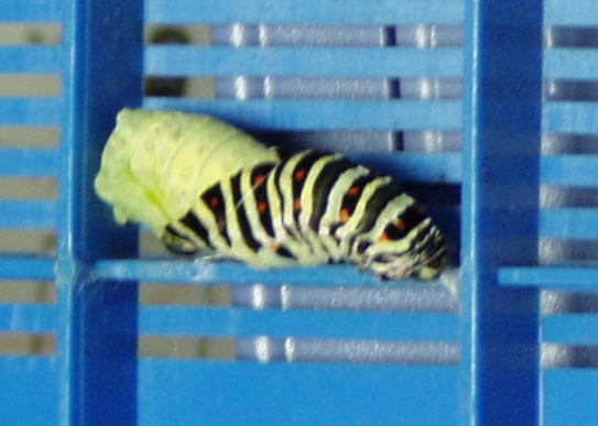 キアゲハの前ようが脱皮の様子