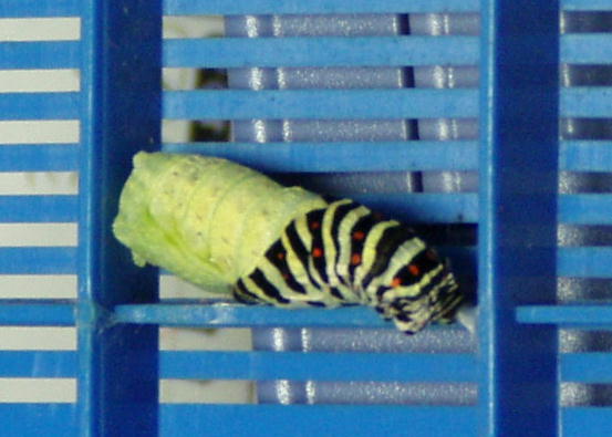 キアゲハの前ようが脱皮の様子