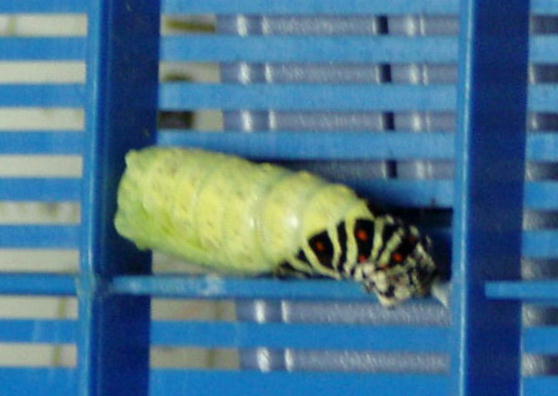 キアゲハの前ようが脱皮の様子