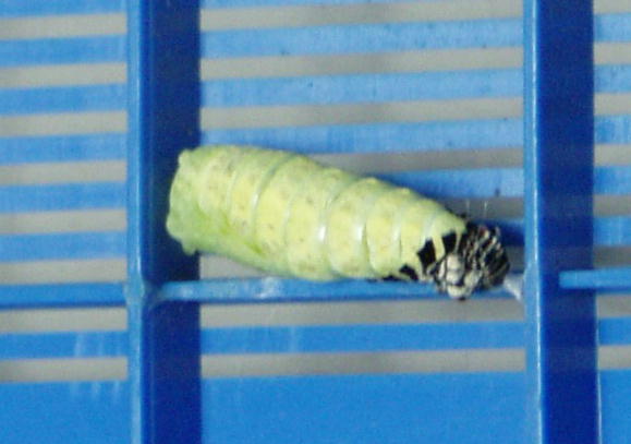 キアゲハの前ようが脱皮の様子