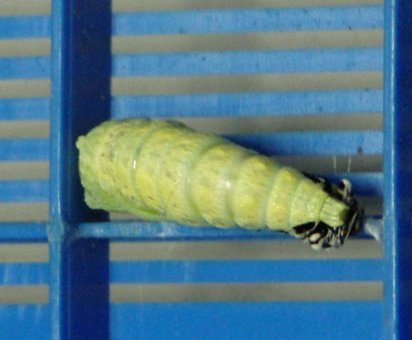 キアゲハの前ようが脱皮の様子