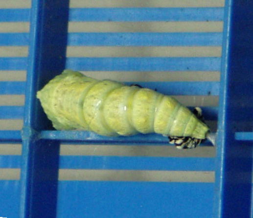 キアゲハの前ようが脱皮の様子