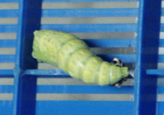 キアゲハの前ようが脱皮の様子