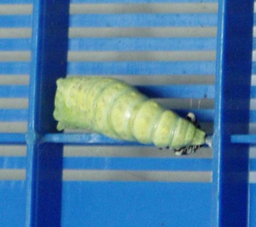 キアゲハの前ようが脱皮の様子