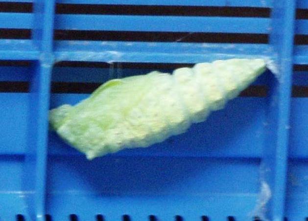 キアゲハの前ようが脱皮の様子