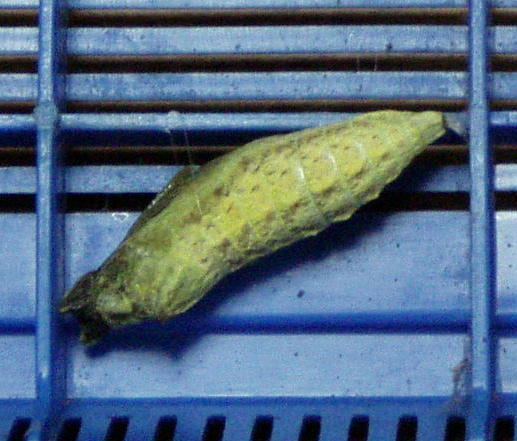 キアゲハの前ようが脱皮の様子　さなぎへ