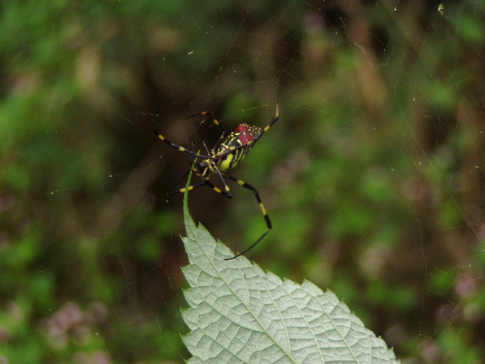 ジョロウグモ2